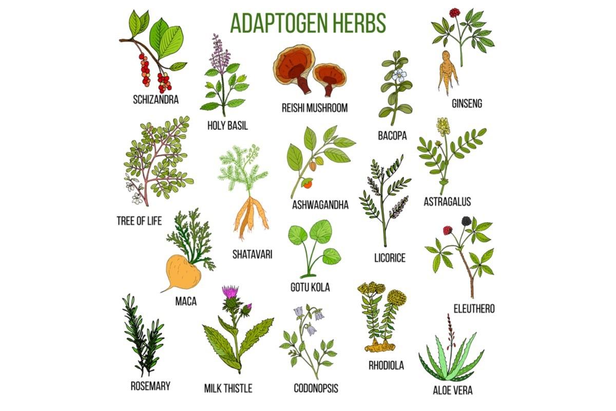 The Science ‌Behind‌ Adaptogens:‍ Can They ⁤Truly ‍Combat Stress?