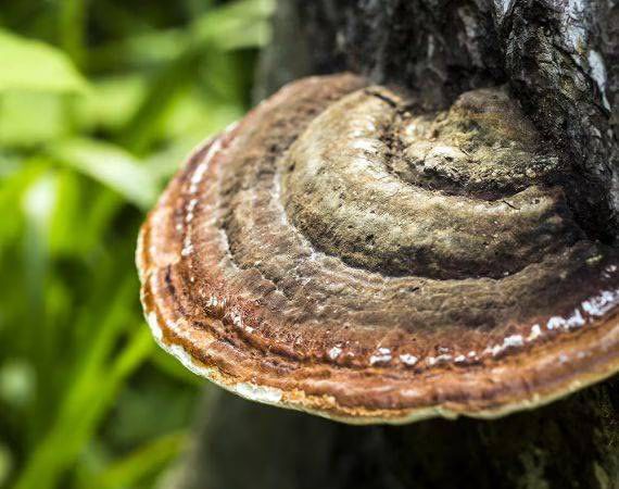 Gut health and collagen supplements for men's fitness and wellness