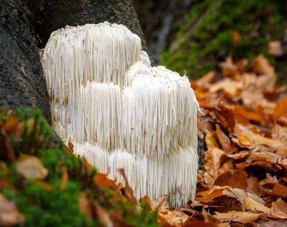 Men's gut health and stress management supplements